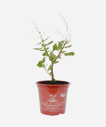 Incenso/Mirra (<em>Tetradenia riparia</em>) - Imagem 2