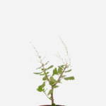 Incenso/Mirra (<em>Tetradenia riparia</em>)