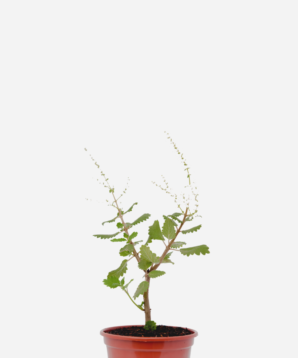 INCENSO-MIRRA-CORTECIMA.png Incenso/Mirra (<em>Tetradenia riparia</em>) - Imagem 1