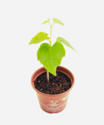 Insulina (<em>Cissus verticillata</em>) - Imagem 3