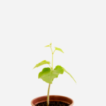 Insulina (<em>Cissus verticillata</em>)