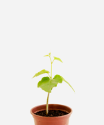Insulina (<em>Cissus verticillata</em>)