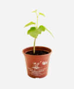 Insulina (<em>Cissus verticillata</em>) - Imagem 2