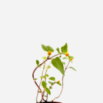 Jambú/Agrião do Pará (<em>Acmella oleracea</em>)
