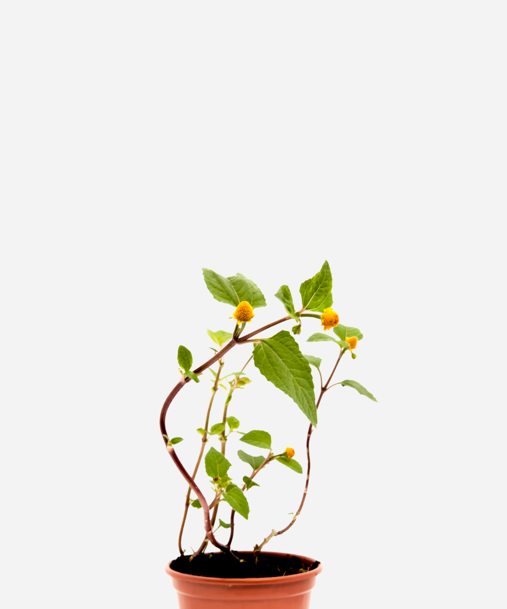 JAMBU-CORTE.png Jambú/Agrião do Pará (<em>Acmella oleracea</em>) - Imagem 1