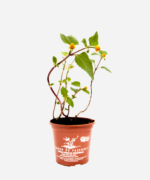 Jambú/Agrião do Pará (<em>Acmella oleracea</em>) - Imagem 2