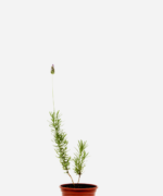 Lavanda (<em>Lavandula dentata</em>)