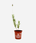Lavanda (<em>Lavandula dentata</em>) - Imagem 2
