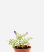 Lavanda Multifida (<em>Lavandula multifida</em>)