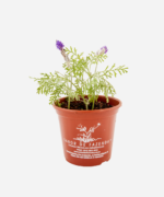 Lavanda Multifida (<em>Lavandula multifida</em>) - Imagem 2