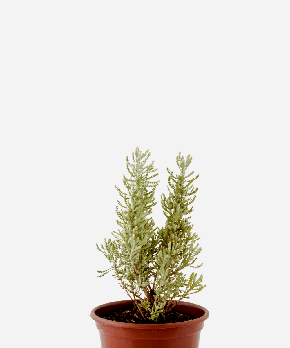 LAVANDA-SANTOLINA-CORTE.png Santolina (<em>Santolina chamaecyparissus</em>) - Imagem 1