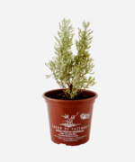 Santolina (<em>Santolina chamaecyparissus</em>) - Imagem 2