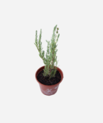 Lavanda Stoechas (<em>Lavandula stoechas</em>) - Imagem 3