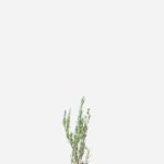 Lavanda Stoechas (<em>Lavandula stoechas</em>)