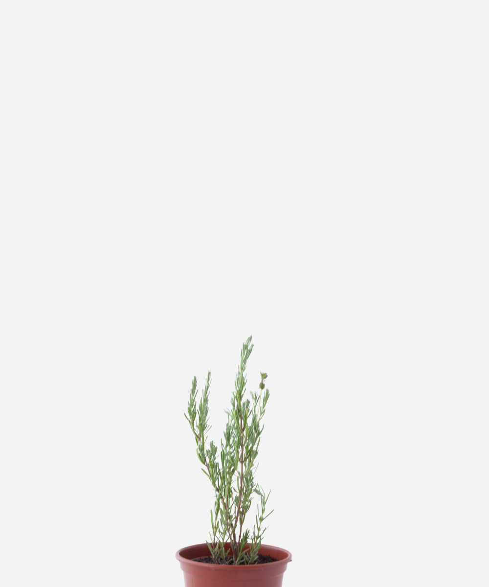 LAVANDA-STOECHAS-CORTE.png Lavanda Stoechas (<em>Lavandula stoechas</em>) - Imagem 1