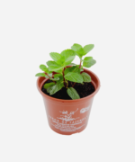 Levante (<em>Mentha viridis</em>) - Imagem 3