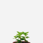 Levante (<em>Mentha viridis</em>)