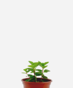 Levante (<em>Mentha viridis</em>)