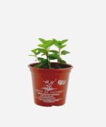 Levante (<em>Mentha viridis</em>) - Imagem 2