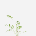 Losna (<em>Artemisia absinthium</em>)
