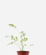 Losna (<em>Artemisia absinthium</em>)