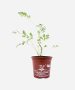 Losna (<em>Artemisia absinthium</em>) - Imagem 2
