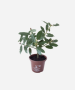 Louro V15 (<em>Laurus nobilis</em>) - Imagem 3