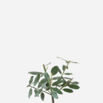 Louro V15 (<em>Laurus nobilis</em>)