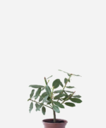 Louro V15 (<em>Laurus nobilis</em>)