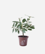 Louro V15 (<em>Laurus nobilis</em>) - Imagem 2
