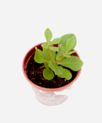 Major Gomes (<em>Talinum paniculatum</em>) - Imagem 3