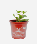Major Gomes (<em>Talinum paniculatum</em>) - Imagem 2