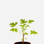 Malva (<em>Pelargonium graveolens</em>)