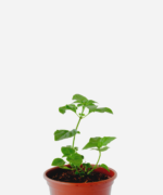 Anis/Aniseto - Manjericão (<em>Ocimum carnosum</em>)