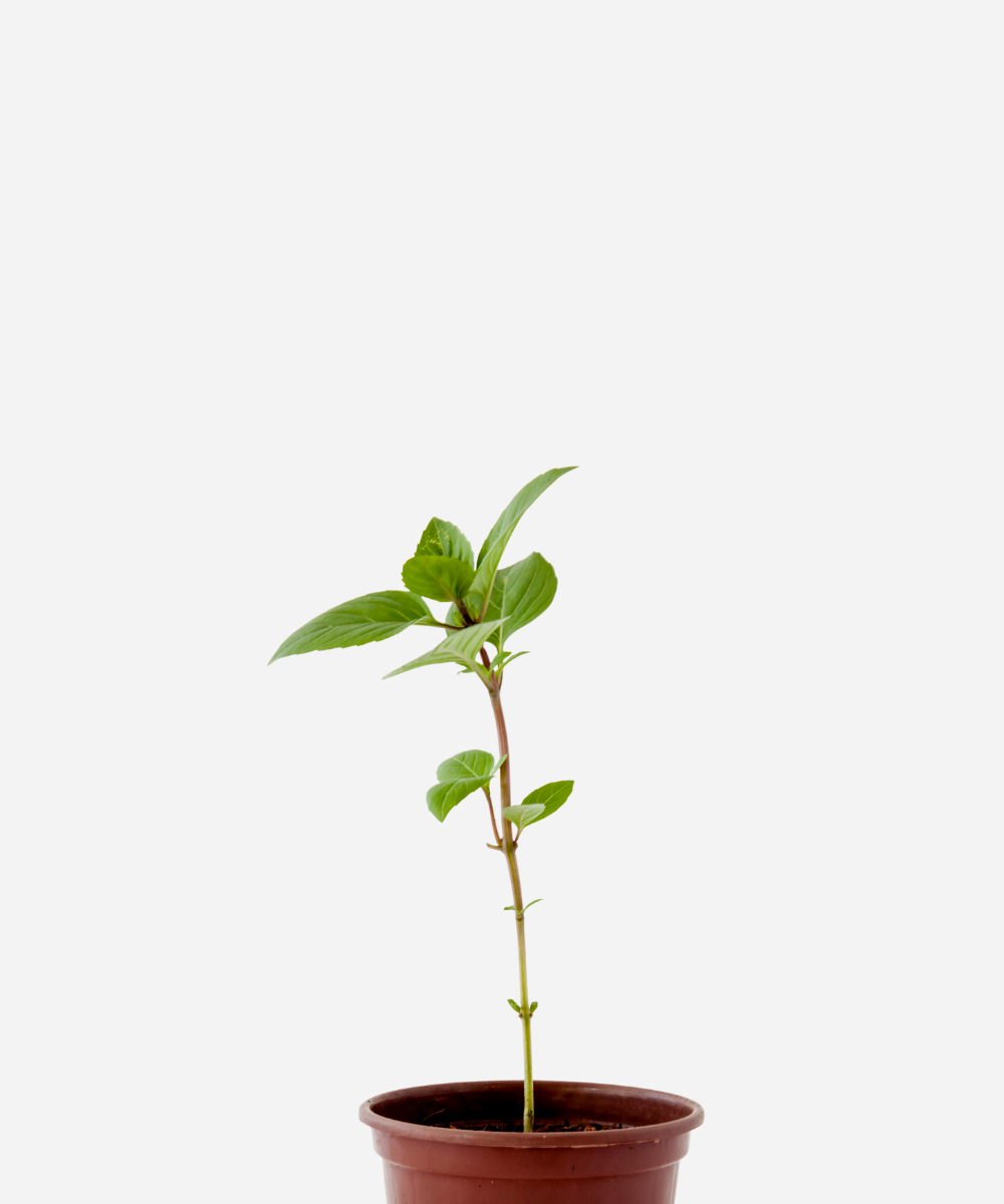 MANJERICAO-CANELA-CORTECIMA.png Manjericão Canela (<em>Ocimum basilicum </em> 'Cinnamon') - Imagem 1