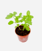 Manjericão Cânfora (<em>Ocimum kilimandscharicum</em>) - Imagem 3