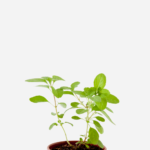 Manjericão Cânfora (<em>Ocimum kilimandscharicum</em>)