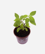 Manjericão Cravo/Alfavaca (<em>Ocimum gratissimum</em>) - Imagem 3