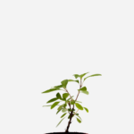 Manjericão Cravo/Alfavaca (<em>Ocimum gratissimum</em>)
