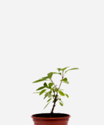 Manjericão Cravo/Alfavaca (<em>Ocimum gratissimum</em>)