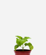 Manjericão Folha de Alface (<em>Ocimum basilicum </em>'Crispum')