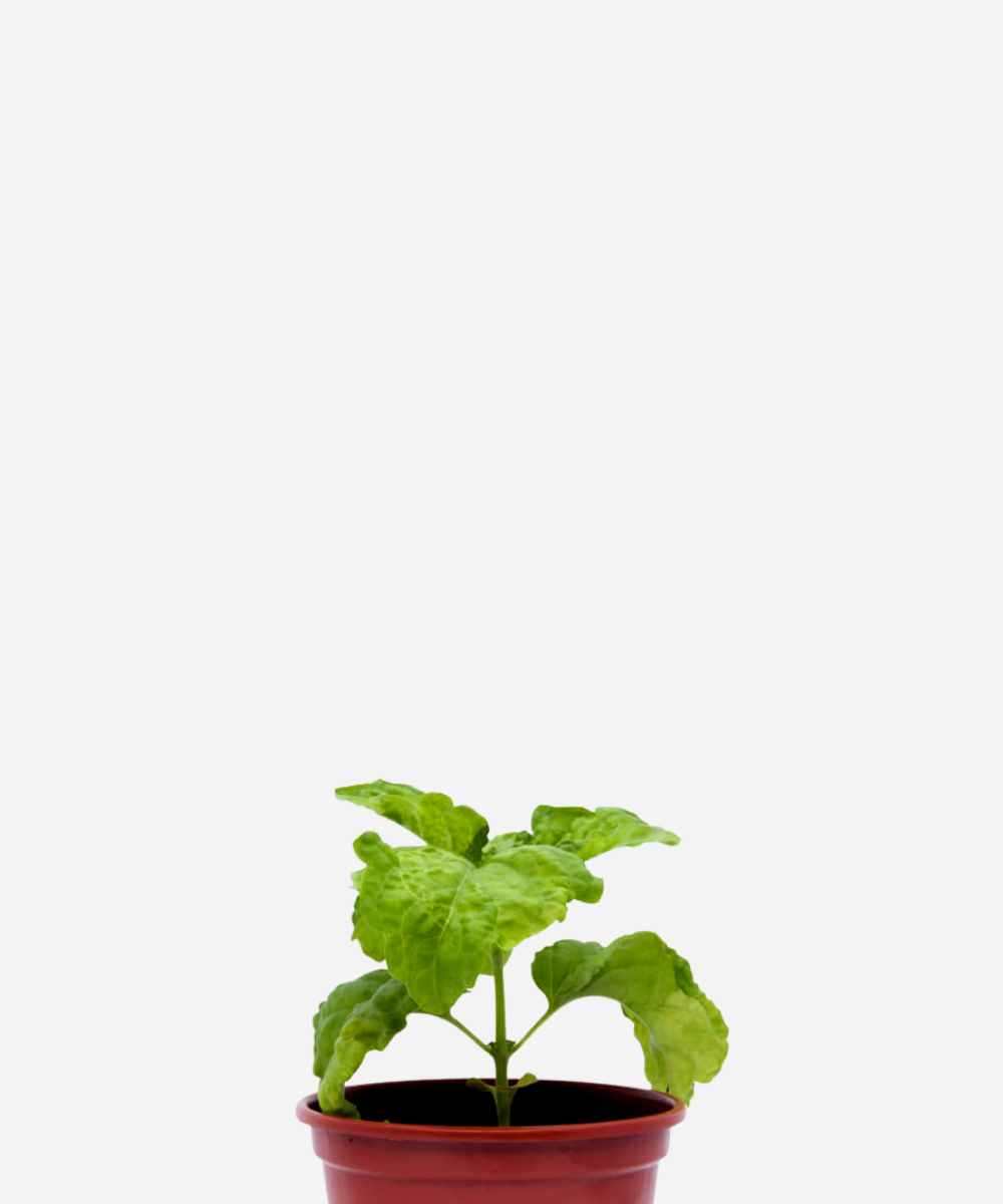 MANJERICAO-FOLHA-ALFACE-CORTE.png Manjericão Folha de Alface (<em>Ocimum basilicum </em>'Crispum') - Imagem 1