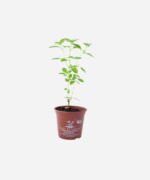 Manjericão Comum (<em>Ocimum basilicum</em>) - Imagem 2