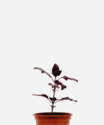Manjericão Italiano Roxo (<em>Ocimum basilicum</em> var. <em>purpurascens</em>)