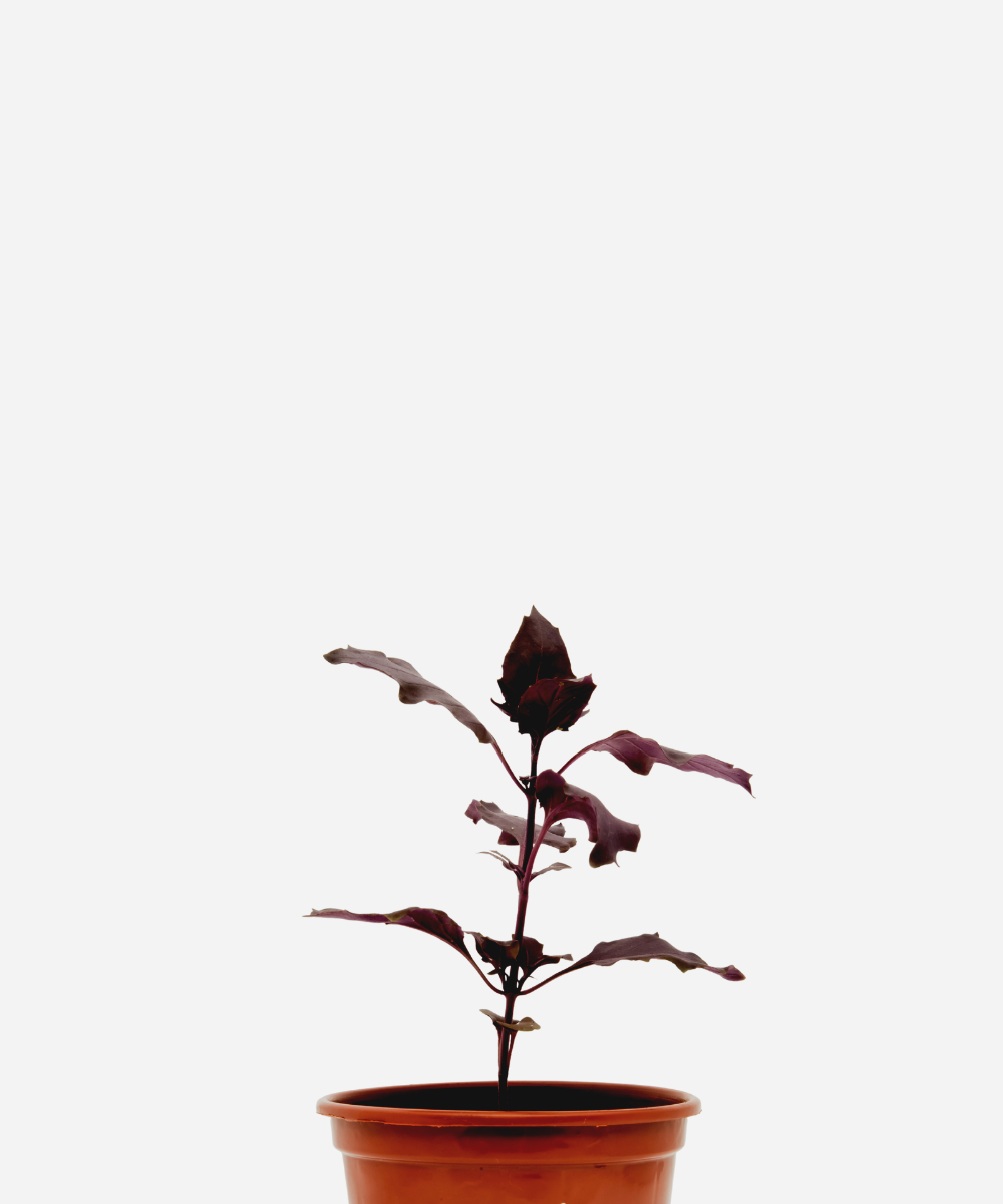 MANJERICAO-ITALIANO-ROXO-CORTECIMA.png Manjericão Italiano Roxo (<em>Ocimum basilicum</em> var. <em>purpurascens</em>) - Imagem 1