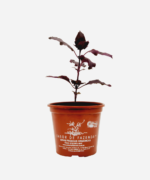 Manjericão Italiano Roxo (<em>Ocimum basilicum</em> var. <em>purpurascens</em>) - Imagem 2