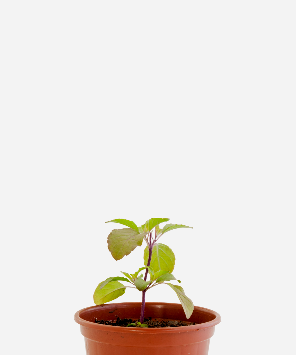 MANJERICAO-KRISHNA-CORTECIMA.png Manjericão Sagrado Krishna (<em>Ocimum sanctum</em>) - Imagem 1