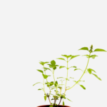 Manjericão Limão (<em>Ocimum Basilicum</em> var. <em>citriodorum</em>)