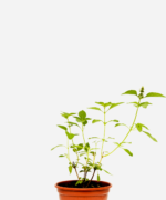 Manjericão Limão (<em>Ocimum Basilicum</em> var. <em>citriodorum</em>)