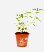 Manjericão Limão (<em>Ocimum Basilicum</em> var. <em>citriodorum</em>) - Imagem 2